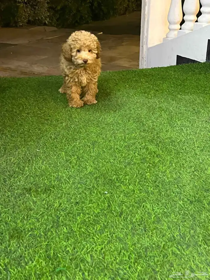 توي بودل مميز جميل جدا عيون خضراء 2