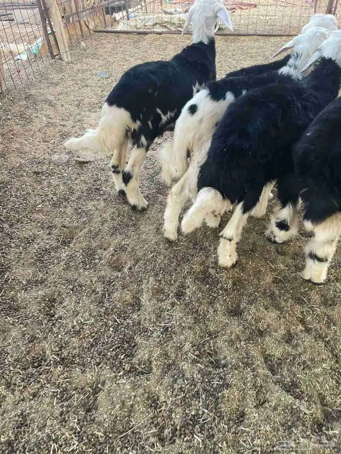 طليان للبيع 2