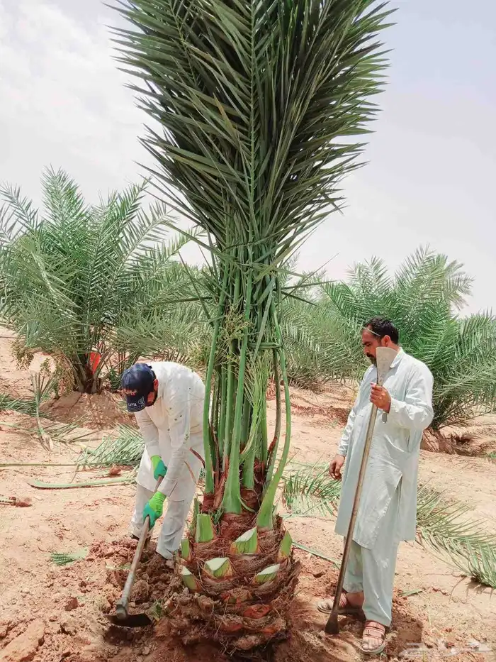 نخل واشنطني نخل مثمر نقايل اخلاص سكري صقعي شيشي هلالي مجدول 1