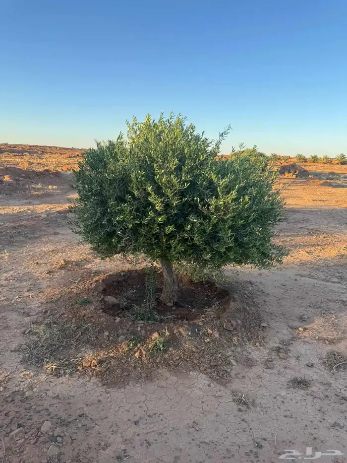 اشجار زيتون معمر 9