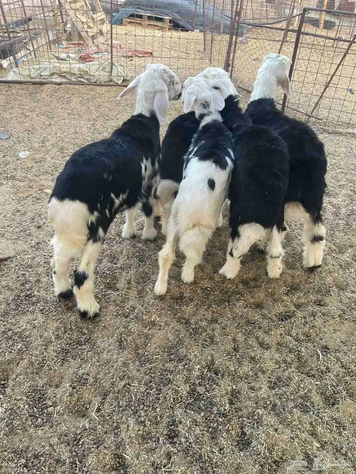 طليان للبيع 0