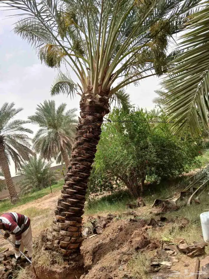 نخل مثمر نخل نقايل واشنطني اخلاص سكري برحي صقعي شيشي هلالي 2