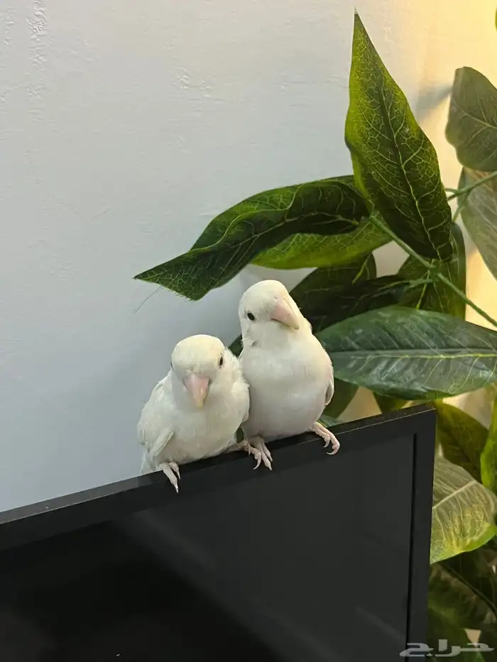 فرخين روز للبيع 0