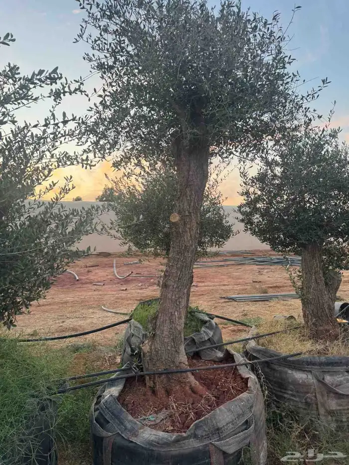 يوجد لدينا زيتون معمر مثمر جميع الأحجام ويوجد وسط ويوجد شتلا 0
