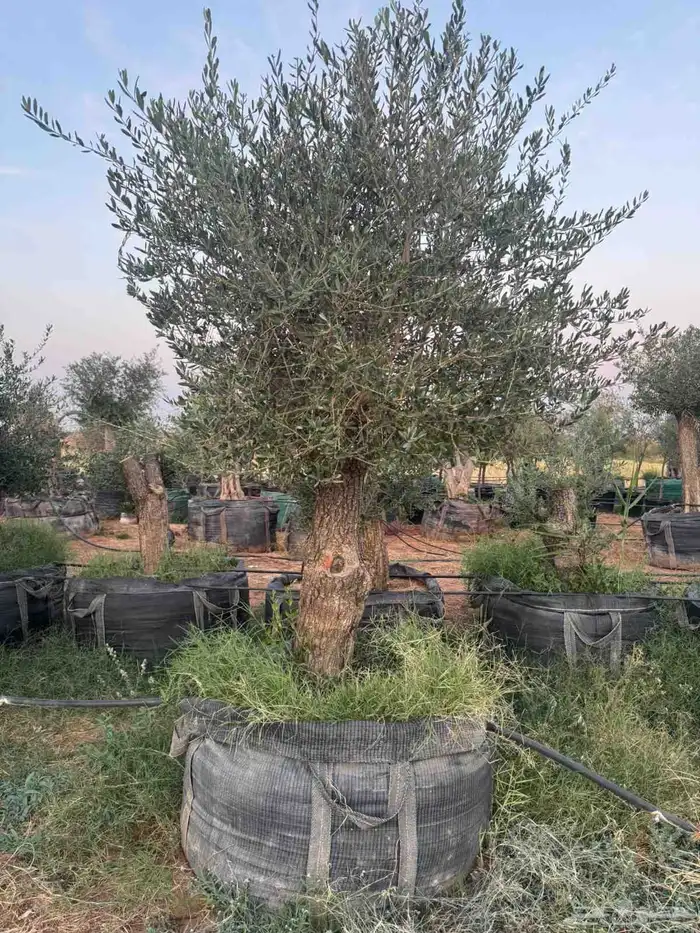 يوجد لدينا زيتون معمر مثمر جميع الأحجام ويوجد وسط ويوجد شتلا 3