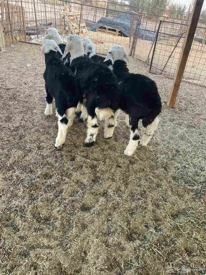 طليان للبيع 8