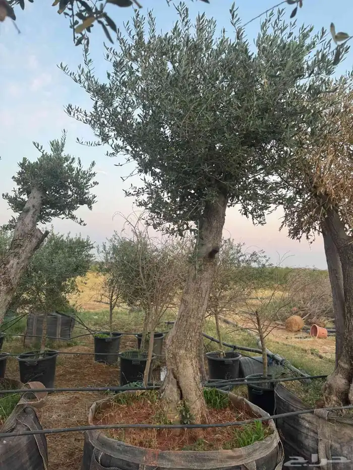 يوجد لدينا زيتون معمر مثمر جميع الأحجام ويوجد وسط ويوجد شتلا 9