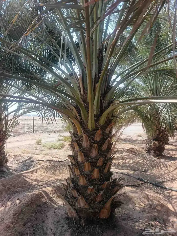 جثايث سكري وخلاص وصقعي المجدول العدد كبير جثايث على الشرط 2