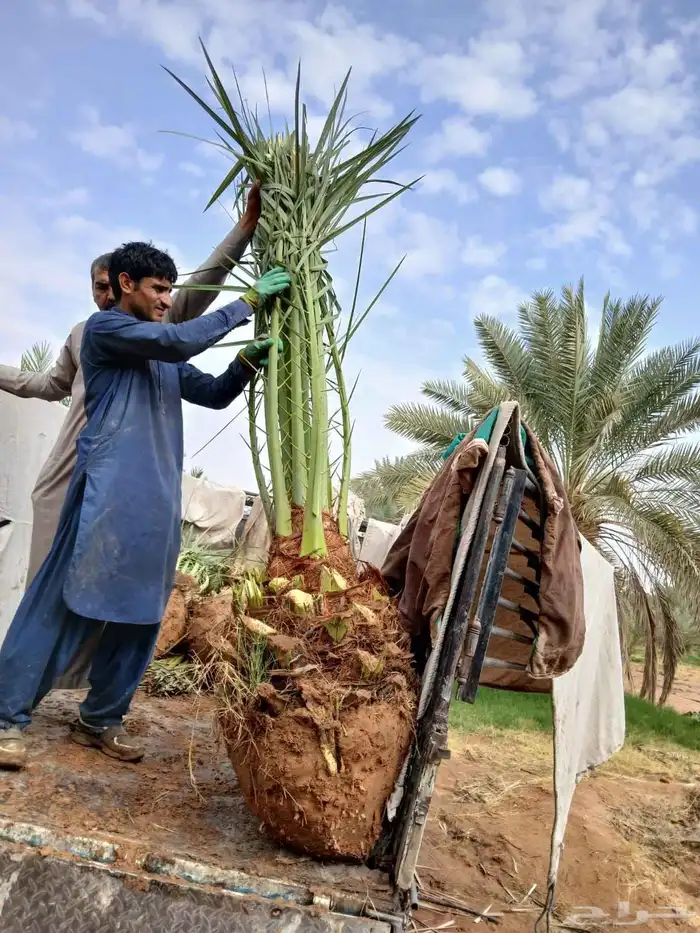 نخل واشنطني نخل مثمر نقايل اخلاص سكري صقعي شيشي هلالي مجدول 2