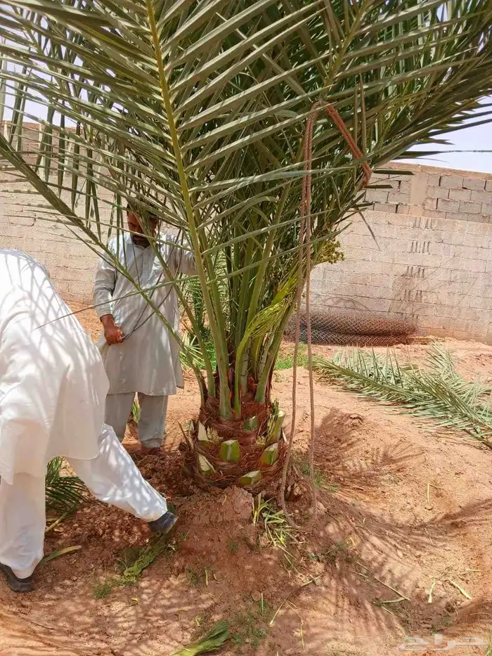 نخل واشنطني نخل مثمر نقايل اخلاص سكري صقعي شيشي هلالي مجدول 0