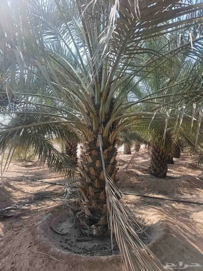 جثايث سكري وخلاص وصقعي المجدول العدد كبير جثايث على الشرط 3