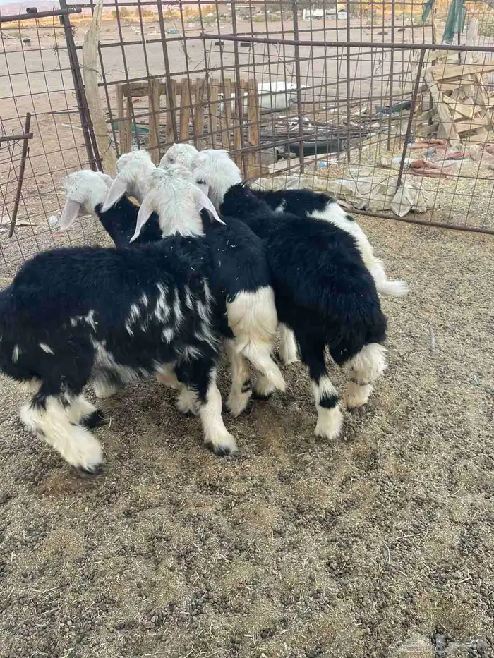 طليان للبيع 7