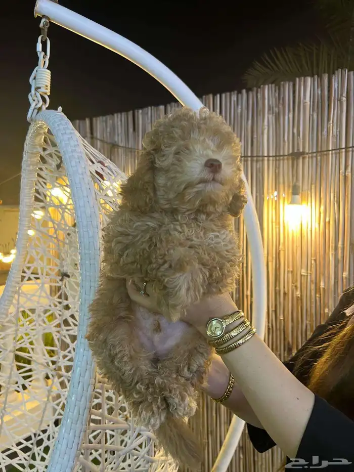 توي بودل مميز جميل جدا عيون خضراء 1