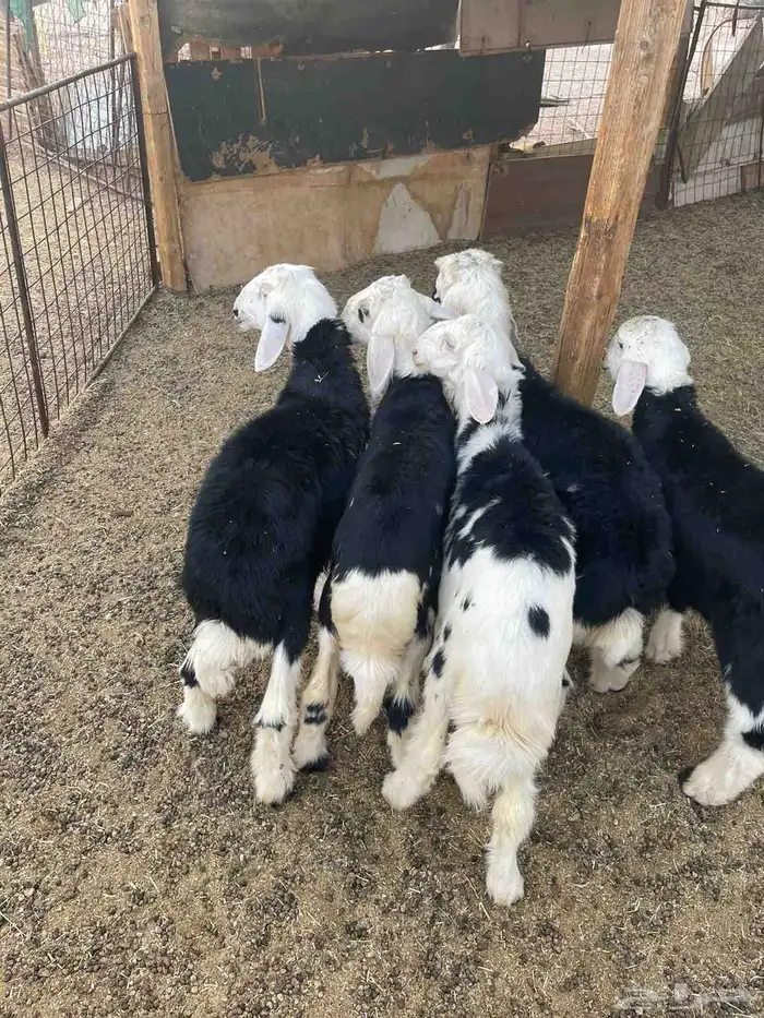 طليان للبيع 9