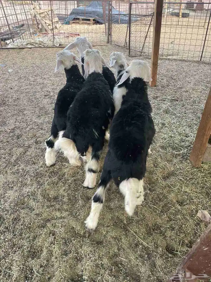 طليان للبيع 4