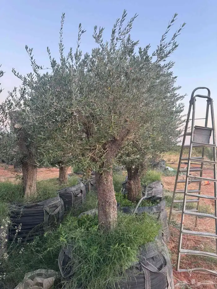 يوجد لدينا زيتون معمر مثمر جميع الأحجام ويوجد وسط ويوجد شتلا 6
