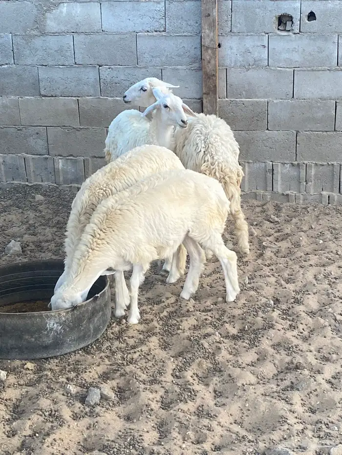 رخال ( املج ) 0