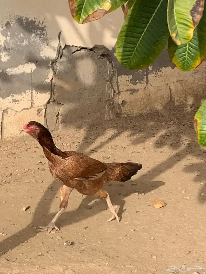 دجاجه بكستانية 1