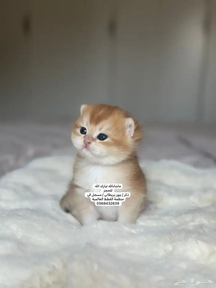 كتن بريطاني للحجز ثم الاستلام..موثق و تقييم  15 1