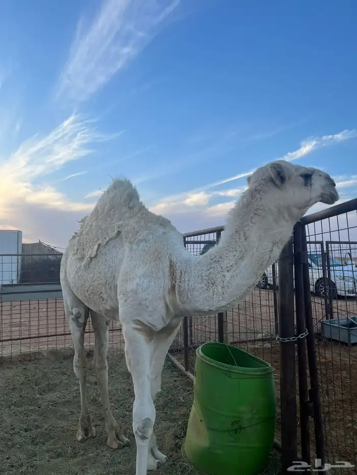 حاشي 10 شهور 1