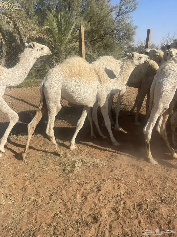 حشوان بريه 8