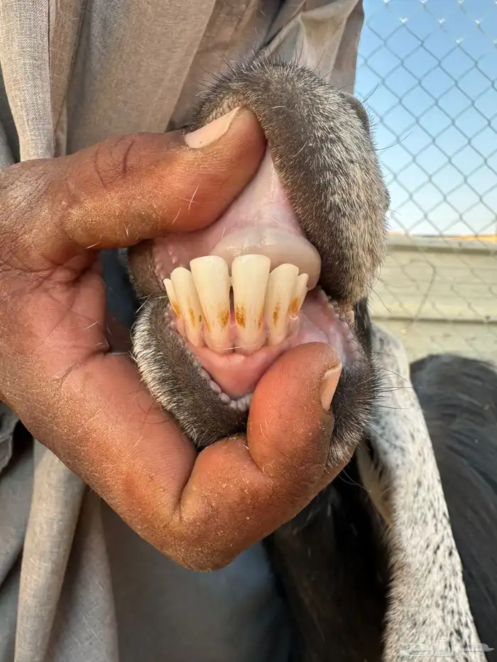 للبيع معزا عوارض دفيع شرط على السونار ( تم البيع ) 4