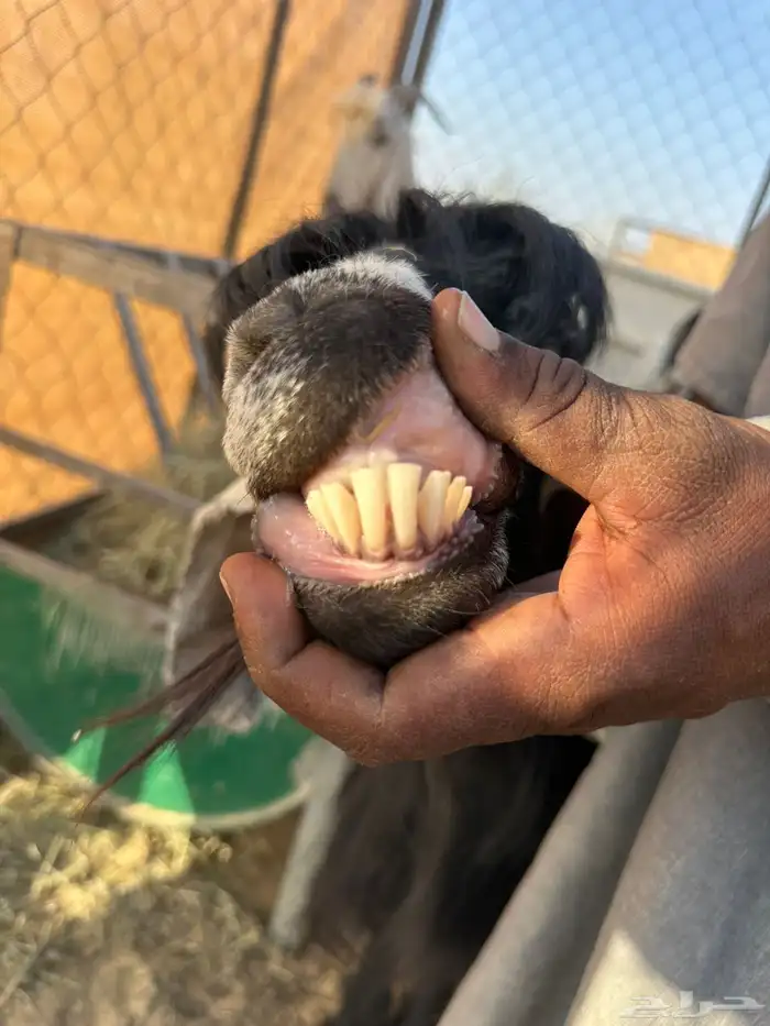 للبيع معزا عوارض دفيع شرط على السونار ( تم البيع ) 2