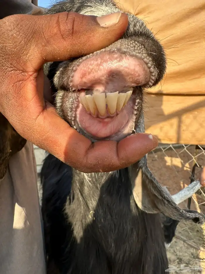 للبيع معزا عوارض دفيع شرط على السونار ( تم البيع ) 5