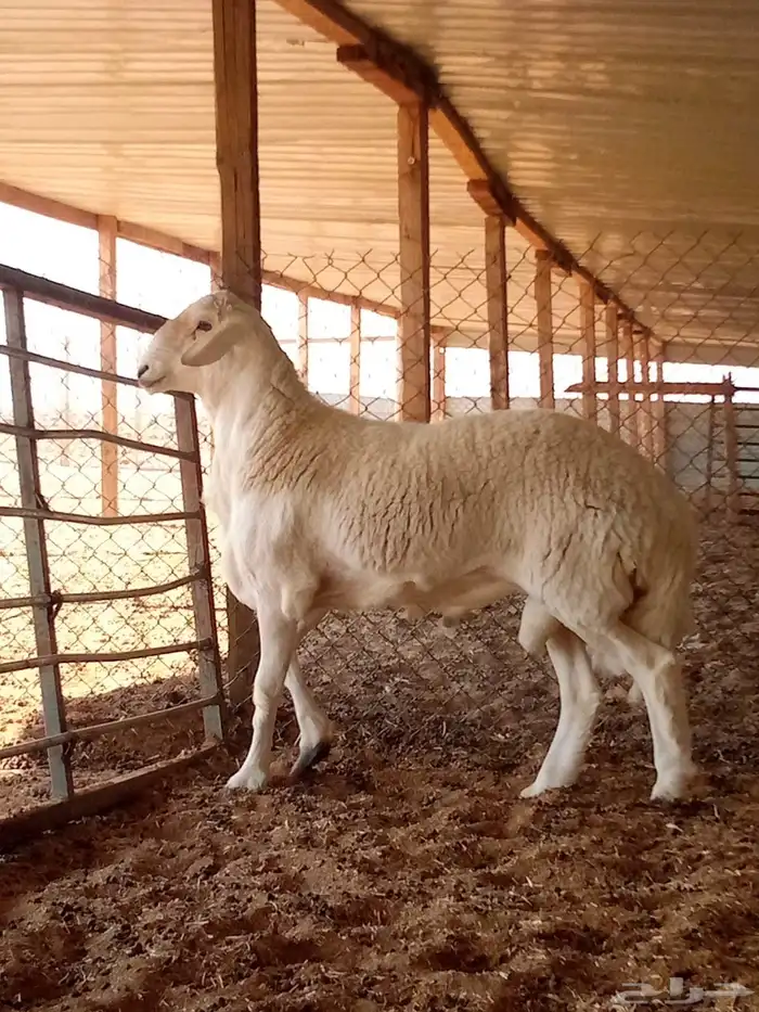 مشروع فحل حري جذع 3