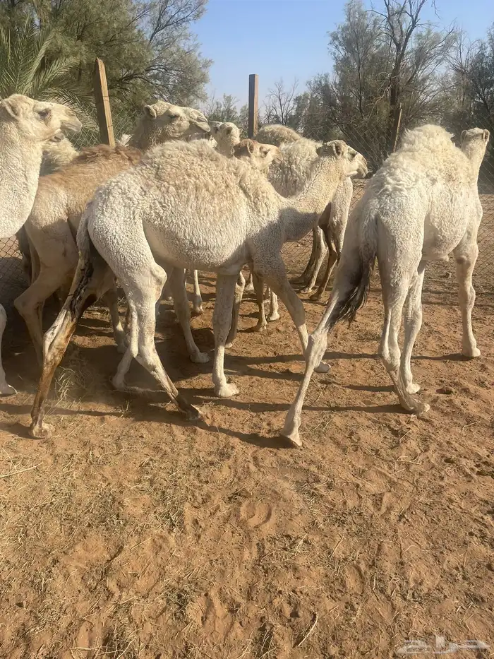 حشوان بريه 5