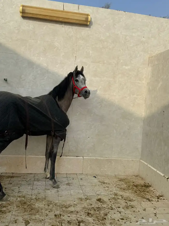 فرس واهو مكس 1