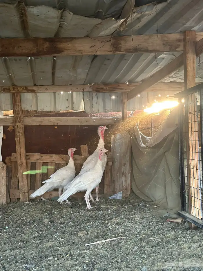 دجاج رومي طقم 2