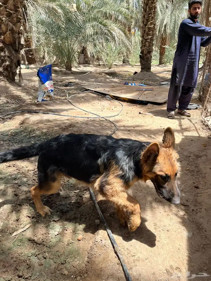 كلاب جيرمان شبرد اقبل بدل ب انثى جيرمن 3