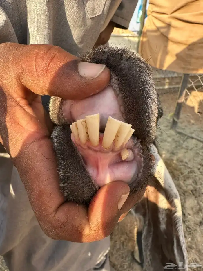 للبيع معزا عوارض دفيع شرط على السونار ( تم البيع ) 3