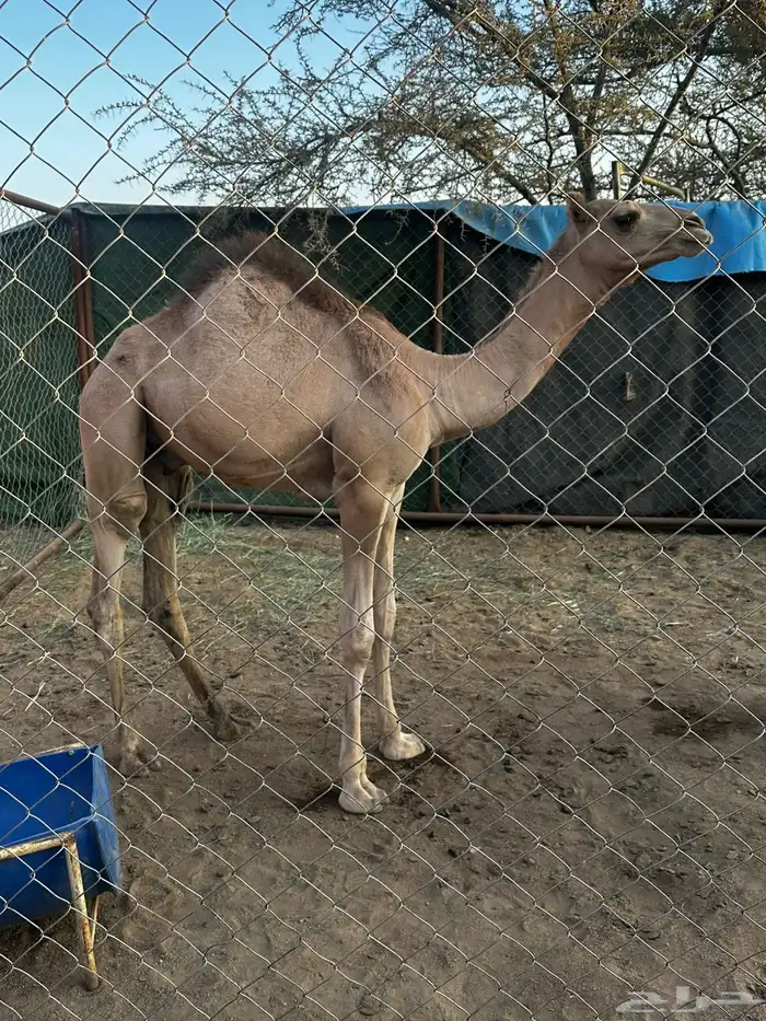 للبيع حاشي العمر 8 شهور 1