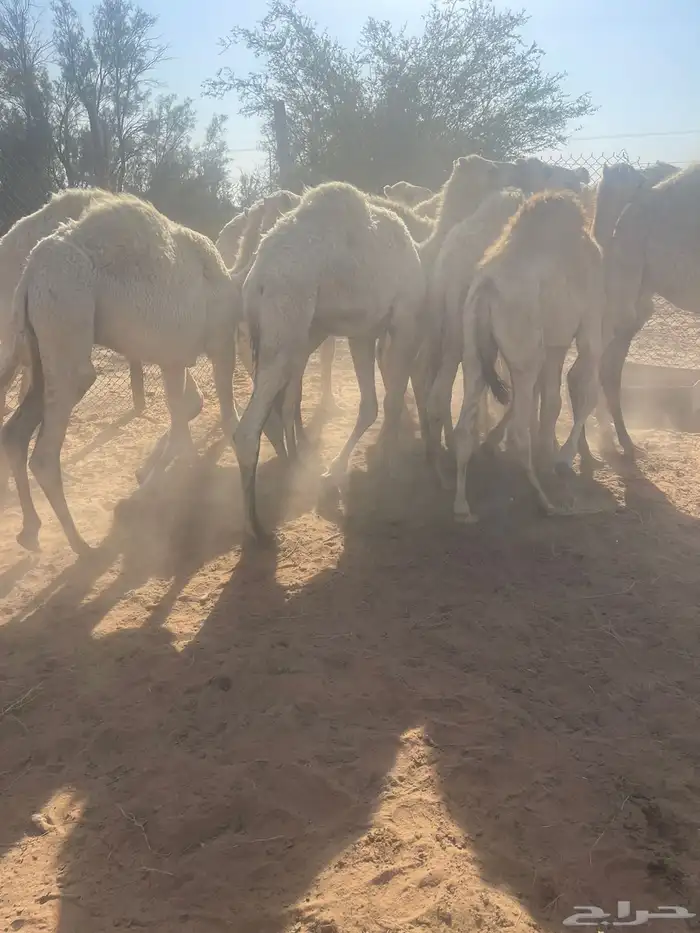 حشوان بريه 7