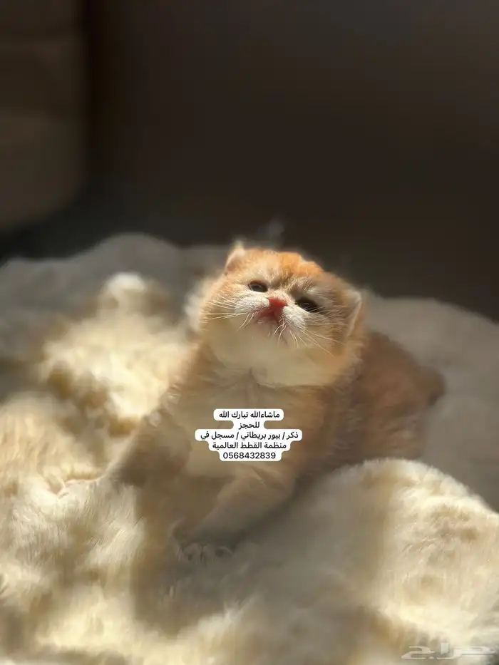 كتن بريطاني للحجز ثم الاستلام..موثق و تقييم  15 2