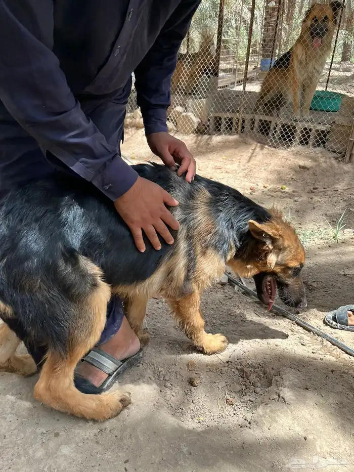 كلاب جيرمان شبرد اقبل بدل ب انثى جيرمن 0