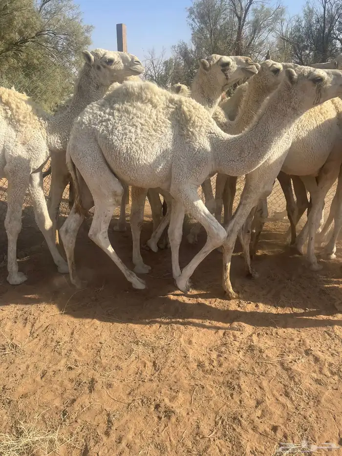 حشوان بريه 4