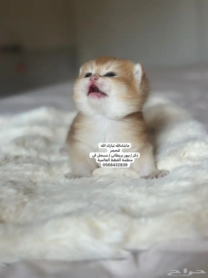 كتن بريطاني للحجز ثم الاستلام..موثق و تقييم  15 3