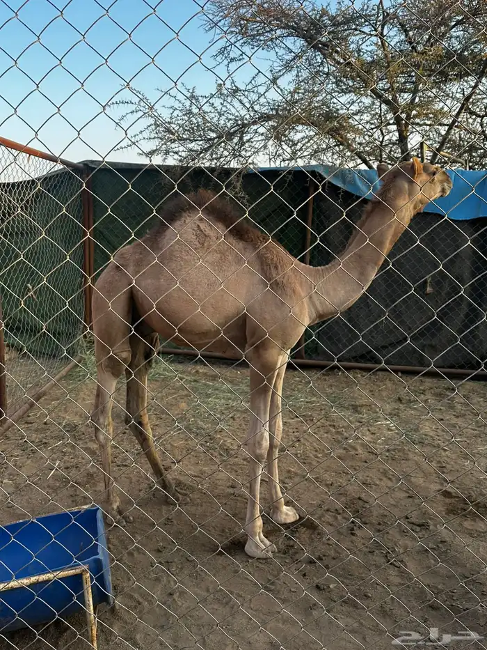 للبيع حاشي العمر 8 شهور 0