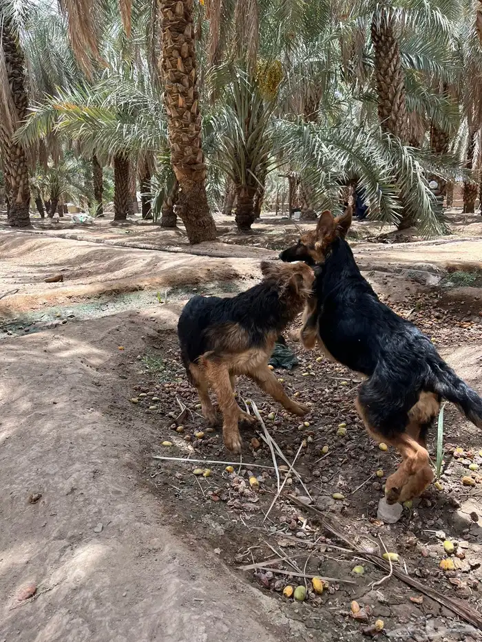 كلاب جيرمان شبرد اقبل بدل ب انثى جيرمن 2