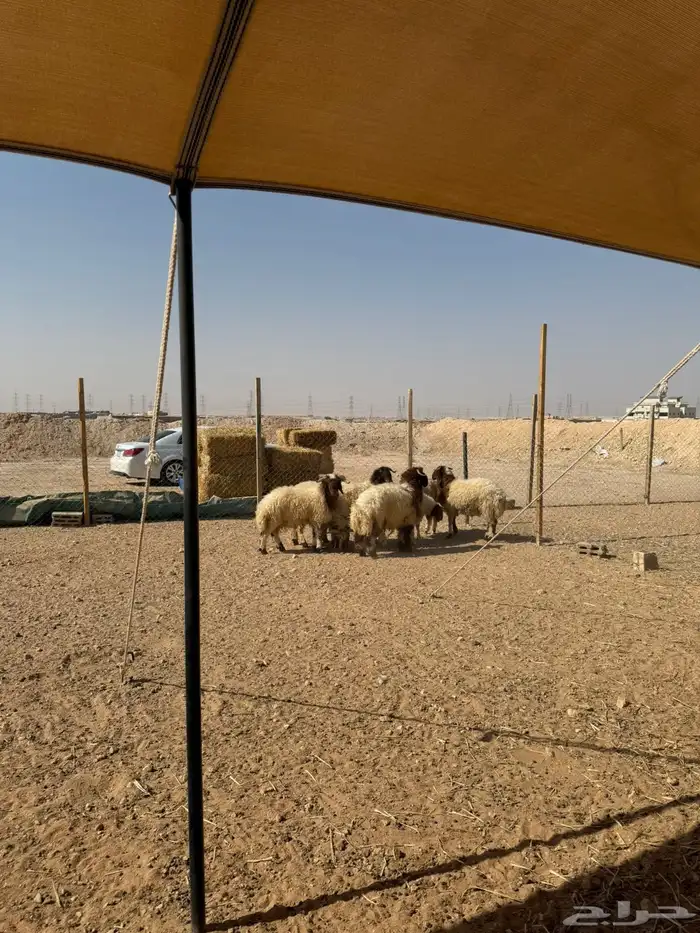 جذعان نعيمي بلدي مربوط من 60 يصلح لجميع المناسبات ا 0