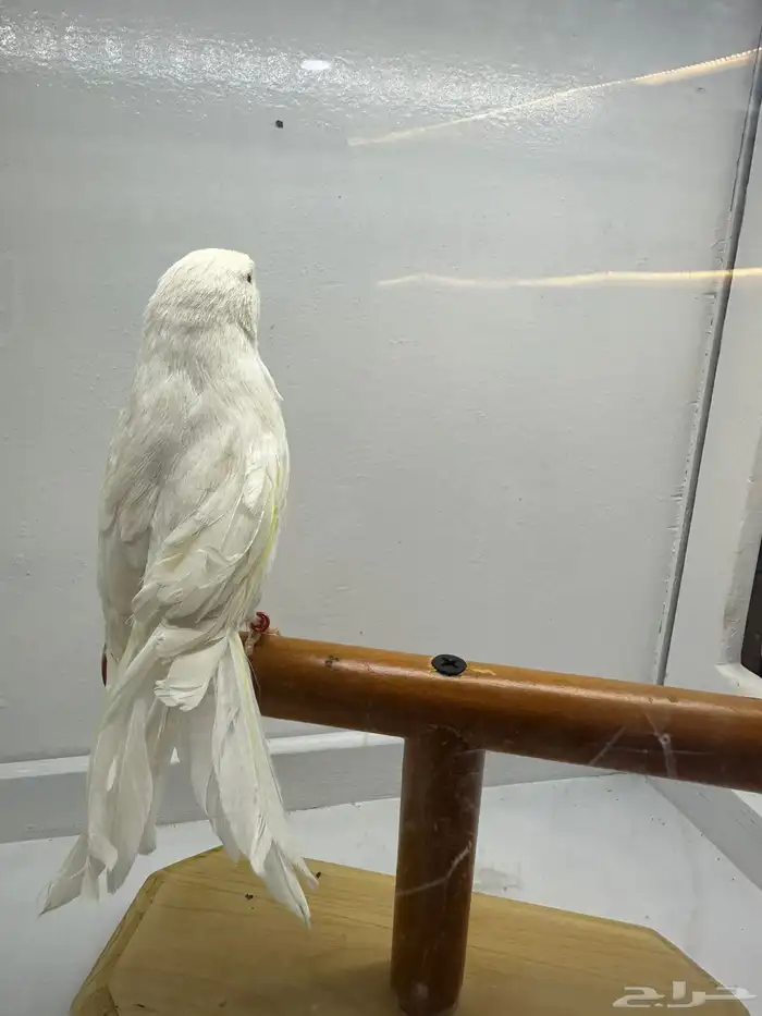 مجموعه كناري للبيع 23