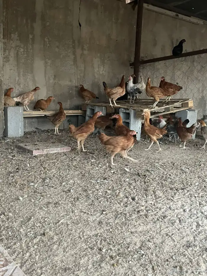 دجاج بشاير 1