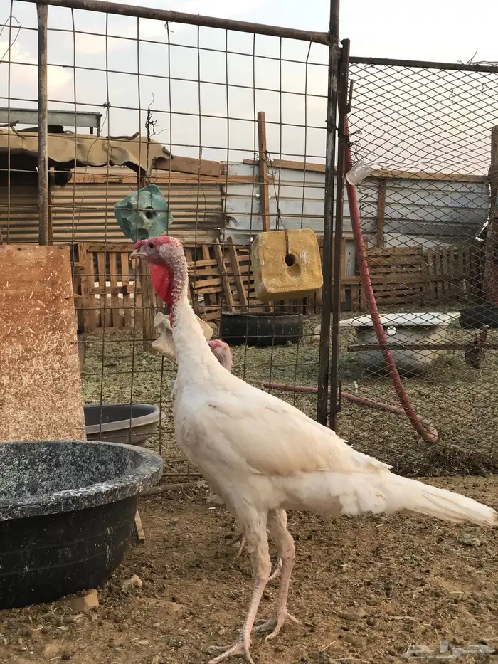 دجاج رومي طقم 1