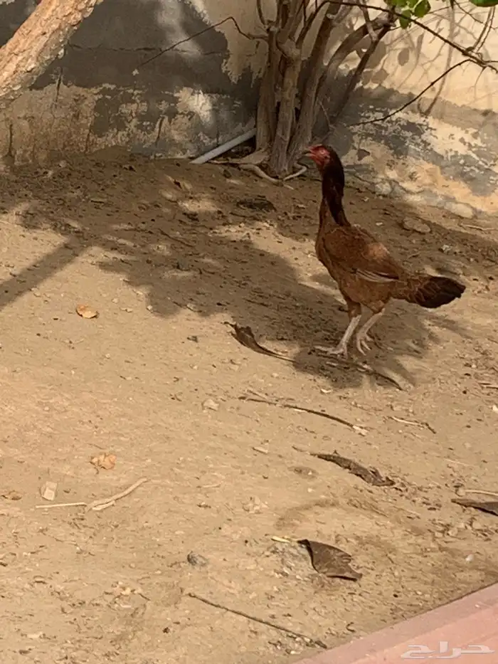 دجاجه بكستانية 3