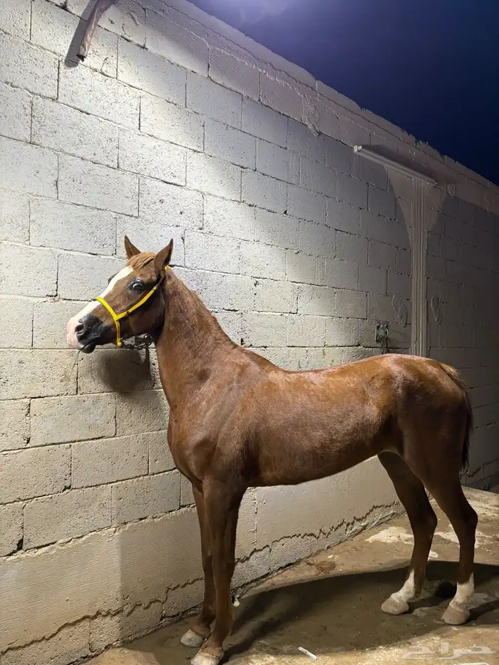 فرس شويمه عربيه من افراس الحرس الوطني معها مهر ادهم ولقاح خ 1