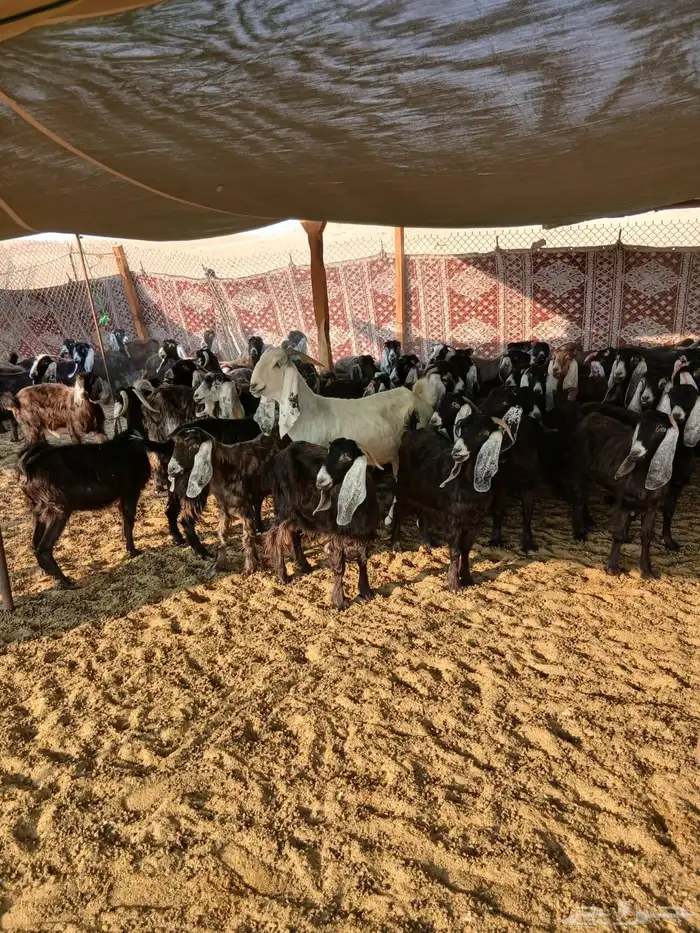 للبيع 61 معزا مع فحلها 62 اغلبها دفيع 5