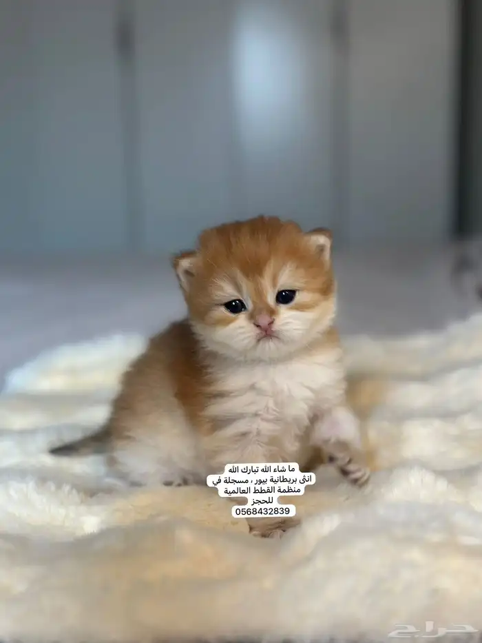 كتن بريطاني للحجز ثم الاستلام..موثق و تقييم  15 4